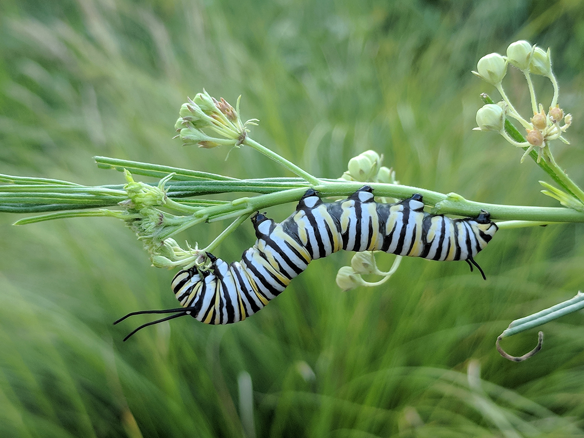 Restoravore Monarch Caterpillar