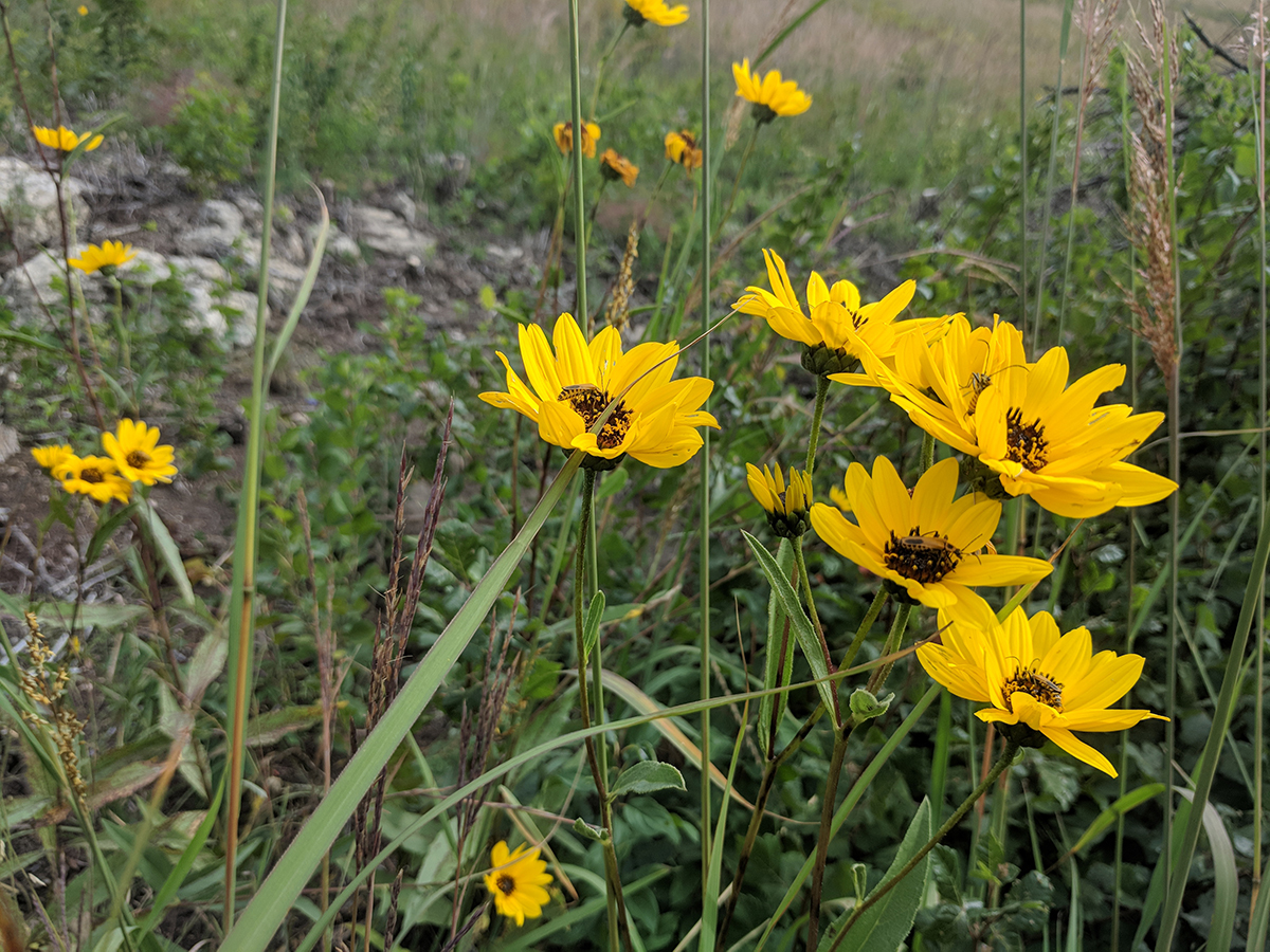 Restoravore Prairie Sunflowers