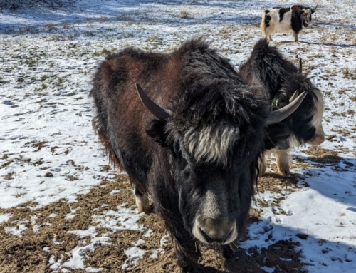 Our Yak Story