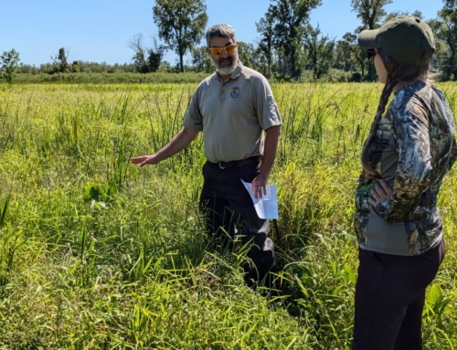 When Life Gives you Lemons (or Reed Canary Grass) – Part I