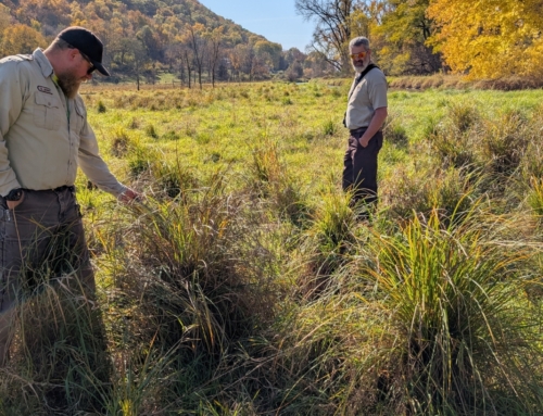 When Life Gives you Lemons (or Reed Canary Grass) – Part II