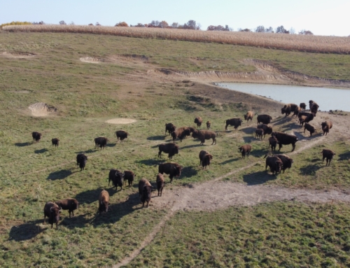 Restoravore Visits Griffin’s Rockie Hill Bison Farm