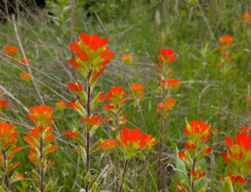 Restoration and Reconstruction